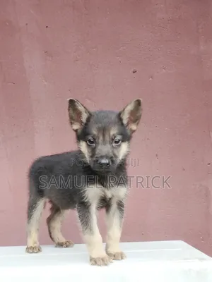 1-3 months Male Purebred German Shepherd