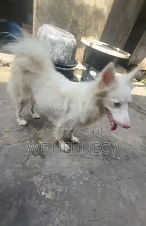 1+ year Female Purebred American Eskimo