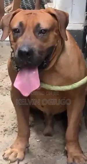 1+ year Male Purebred Boerboel