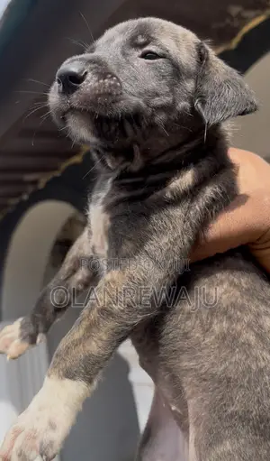 0-1 month Female Mixed Breed American Pit Bull Terrier