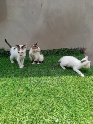1-3 months Female Purebred American Shorthair