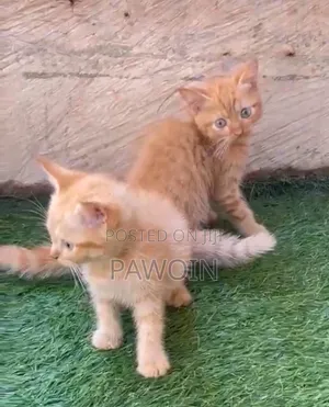 0-1 month Female Purebred Turkish Angora