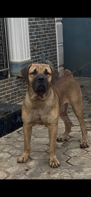 1+ year Male Purebred Boerboel