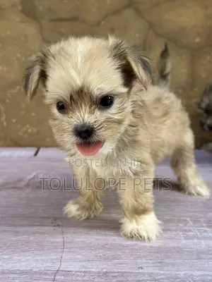 1-3 months Male Purebred Lhasa Apso
