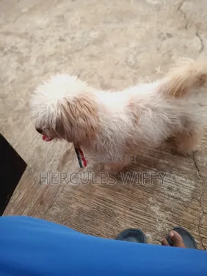 6-12 months Female Purebred Lhasa Apso