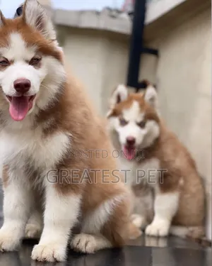 0-1 month Female Purebred Siberian Husky