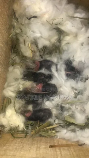 Quality Breeds of Rabbit, Good Stocks, Pet, Meat, Consultancy