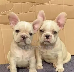 1-3 months Female Purebred French Bulldog
