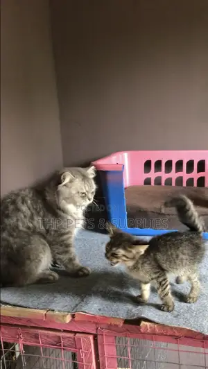 1-3 months Female Mixed Breed Persian