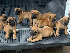 1-3 months Female Purebred Boerboel