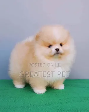 0-1 month Female Purebred Pomeranian