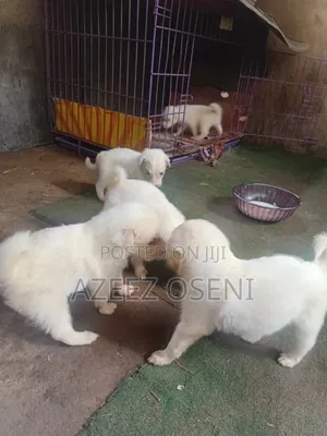 1-3 months Female Purebred American Eskimo