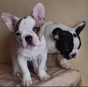 1-3 months Female Purebred French Bulldog