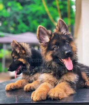 1-3 months Female Purebred German Shepherd