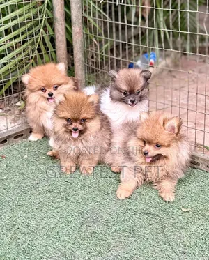 1-3 months Female Purebred Pomeranian