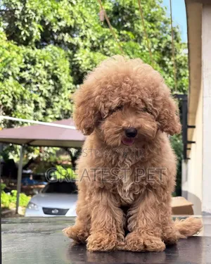 0-1 month Female Purebred Poodle