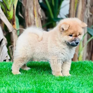 1-3 months Female Purebred Chow Chow