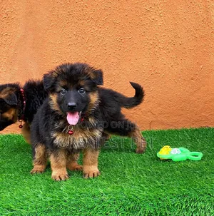 0-1 month Female Purebred German Shepherd