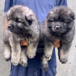 1-3 months Female Purebred Caucasian Shepherd
