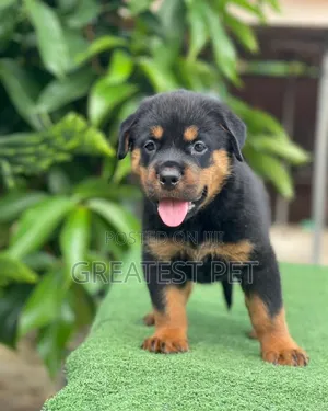 1-3 months Female Purebred Rottweiler