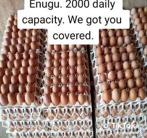Farm Fresh Eggs for Sale