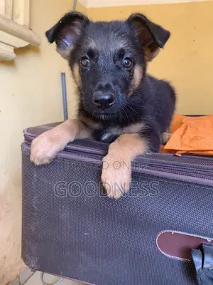 1-3 months Male Purebred German Shepherd