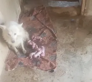 1+ year Female Purebred American Eskimo