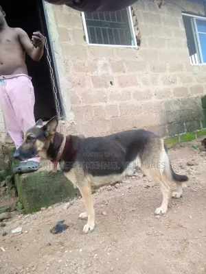 1+ year Female Purebred German Shepherd