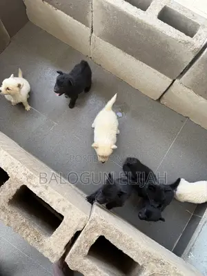 0-1 month Female Purebred American Eskimo