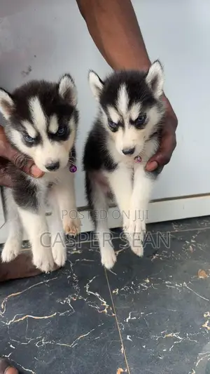 1-3 months Male Purebred Siberian Husky