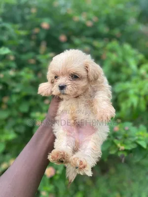 1-3 months Male Purebred Lhasa Apso