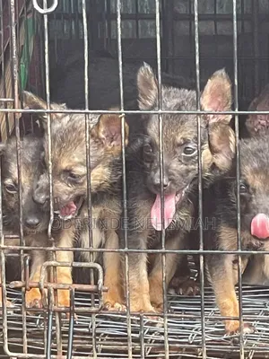 1-3 months Female Purebred German Shepherd