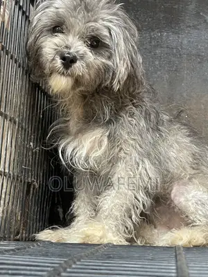 1+ year Female Purebred Lhasa Apso