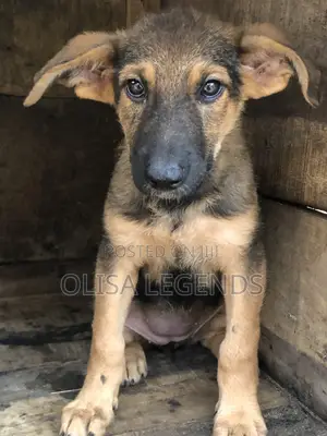 3-6 months Female Purebred German Shepherd