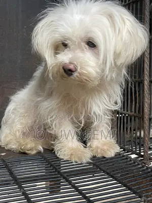 1+ year Male Purebred Lhasa Apso