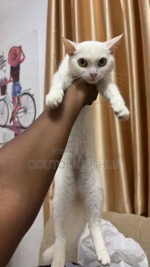 1+ year Female Purebred Cat