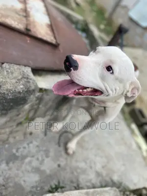 1+ year Male Purebred American Pit Bull Terrier
