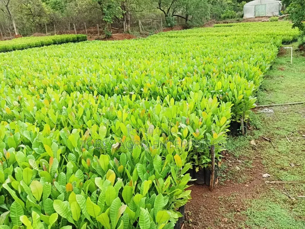 Cashew Seedlings