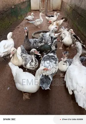 Matured Male and Female Ducks