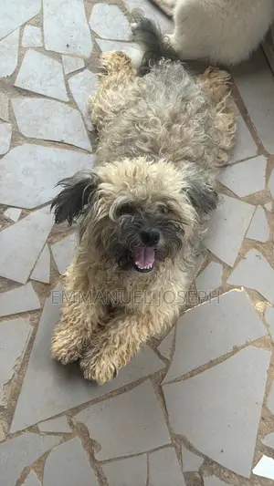 1+ year Male Purebred Lhasa Apso