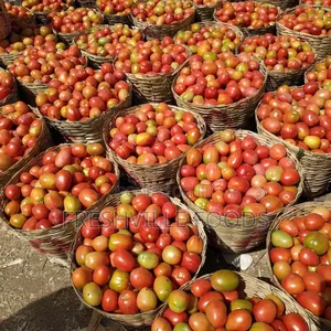 Utc Tomatoes