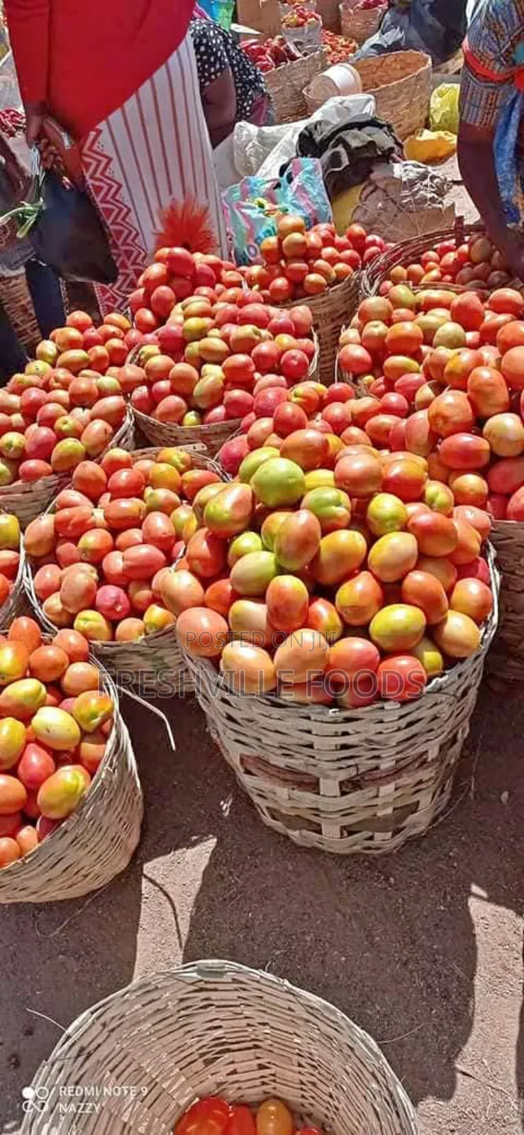 Utc Tomatoes
