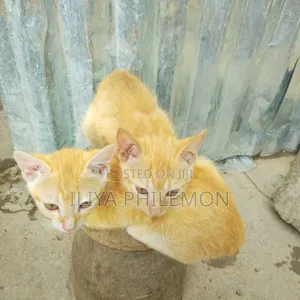 0-1 month Female Purebred American Shorthair