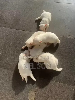 1-3 months Male Purebred American Eskimo