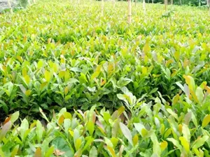 Cashew Seedlings