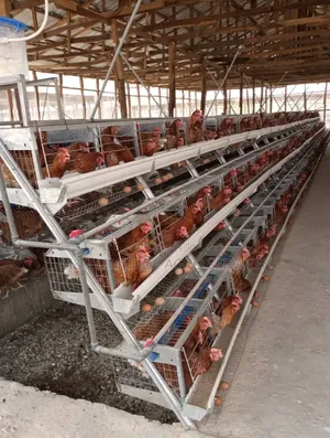 Old Layers Chicken for Sale in Bulk