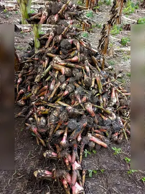 Hybrid Elephant Plantain Suckers