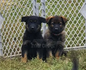 1-3 months Female Purebred German Shepherd