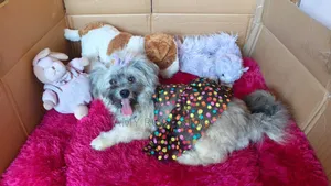 6-12 months Female Purebred Lhasa Apso