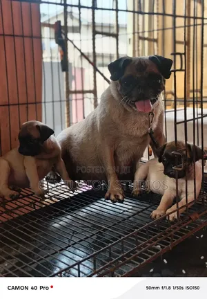 1-3 months Female Purebred Pug